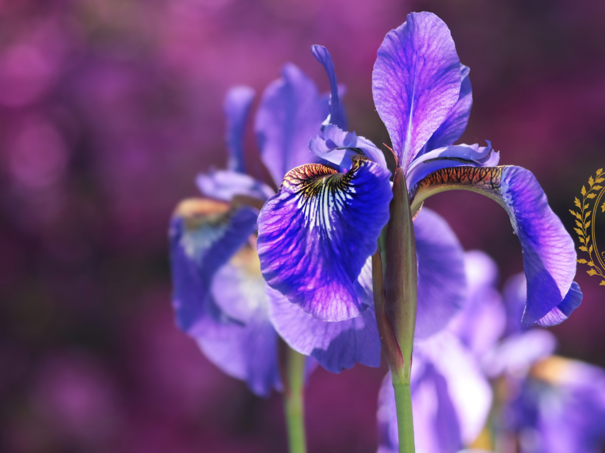 Dai colori alle emozioni, il mood di I giardini di&nbsp;Toscana.
