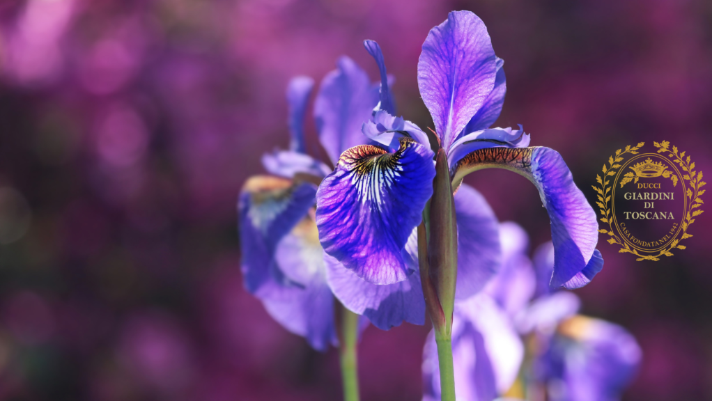Dai colori alle emozioni, il mood di I giardini di&nbsp;Toscana.